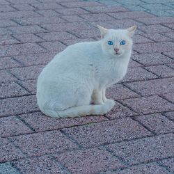 Portrait of cat sitting outdoors