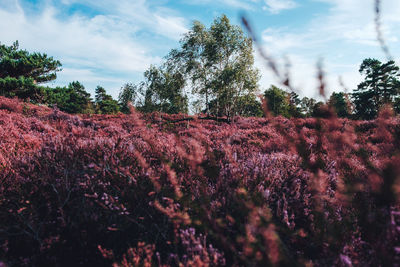 Scenic view of flowering plants on field against sky