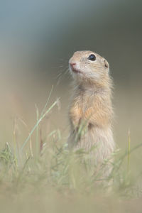 Close-up of an animal on land