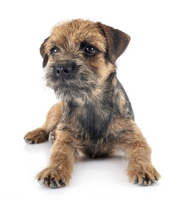 Portrait of puppy sitting against white background