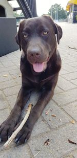 Portrait of black dog on footpath