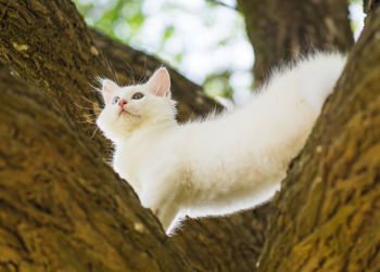 Close-up of cat