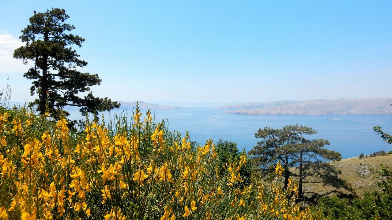 nature, beauty in nature, tranquility, tranquil scene, growth, scenics, plant, tree, yellow, landscape, outdoors, sky, day, clear sky, blue, no people, mountain, flower