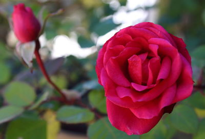 Close-up of red rose blooming outdoors