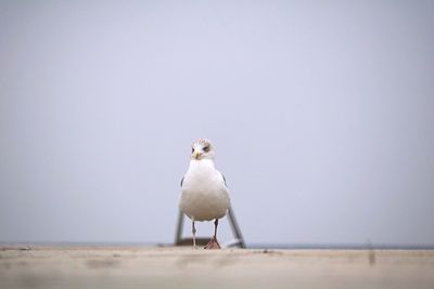 Close-up of seagull perching on sand at beach against clear sky