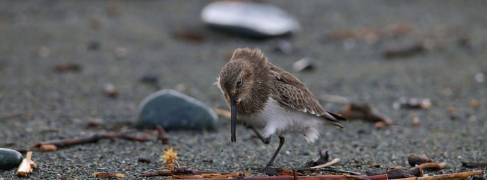 Close-up of bird perching on field