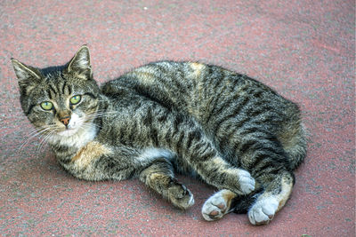 Close-up of cat