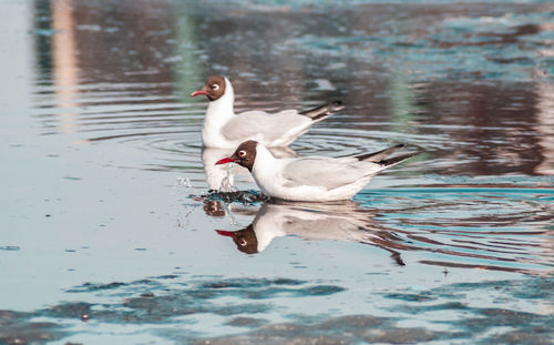 Bird swimming in lake