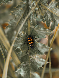 Close-up of insect on plant