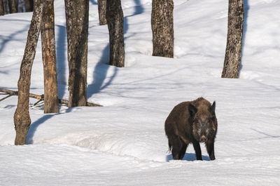 Boar on snow covered field