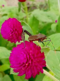 Close-up of insect on pink flower