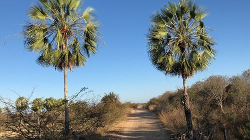 Road amidst trees against clear blue sky