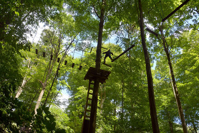 Low angle view of trees in forest against sky