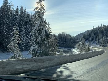 Snow covered road amidst trees against sky during winter