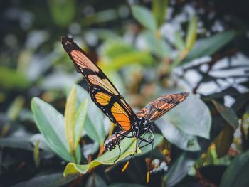 Close-up of butterfly on leaf