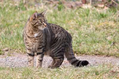 Cat standing on a path in a meadow