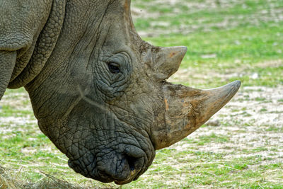 Close-up of elephant on field