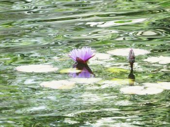 Lotus water lily in lake