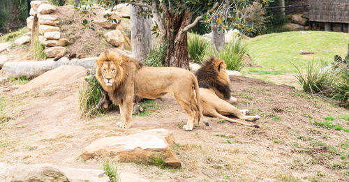 Cats in zoo