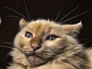 Close-up portrait of cat