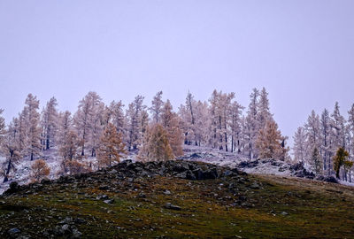 tree