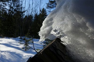 View of frozen tree