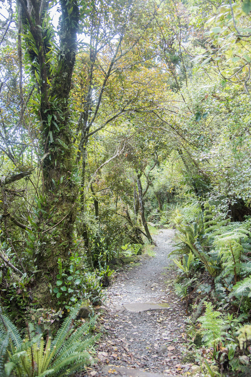 FOOTPATH AMIDST TREES