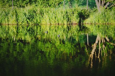 Scenic view of lake