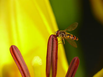 Close-up of insect pollinating on flower