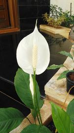 Close-up of flower growing outdoors