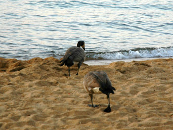 View of an animal in sea