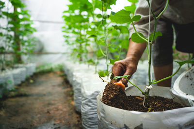 Cropped image of person planting plants in greenhouse