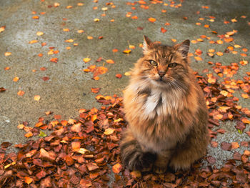 High angle view of cat on street