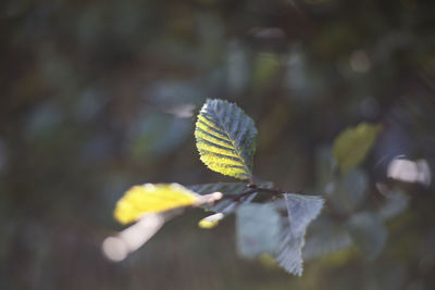 Close-up of yellow leaves against blurred background