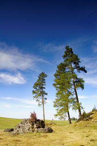 Trees on field against sky