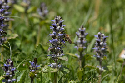 Close-up of purple flowering plants on field