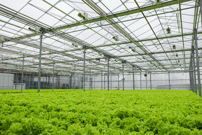 Greenhouse plantation with lettuce greenery. concept for industrial agriculture. rows of plant