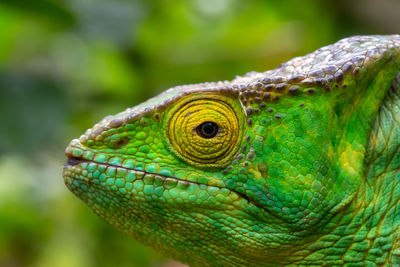 Close-up of lizard