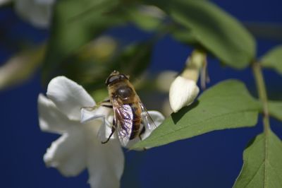 Close-up of insect on white flower