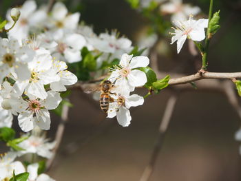 Close-up of insect on white flowers