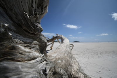 Close-up of driftwood on beach