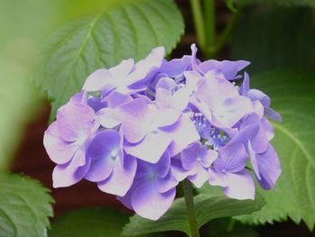 Close-up of purple hydrangea blooming outdoors