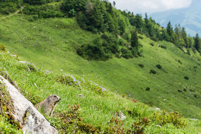 Marmot on grassy hill