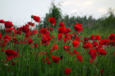 Red poppies blooming on field against sky