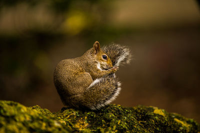 Squirrel sitting on rock