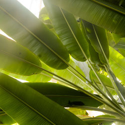 Low angle view of palm tree leaves