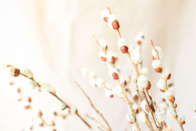 Close-up of white cherry blossom