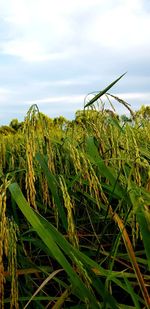 Close-up of crops growing on field against sky