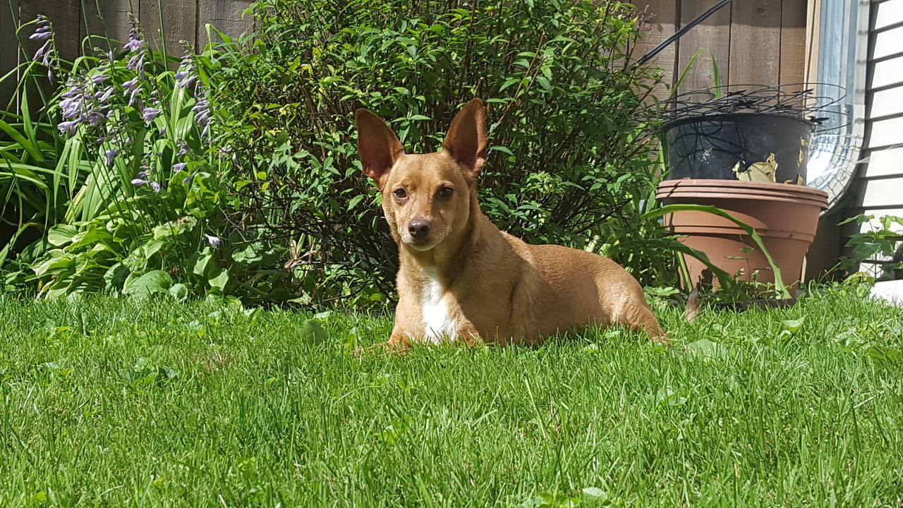 DOG ON GREEN GRASS IN YARD