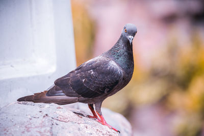 Close-up of pigeon perching on retaining wall